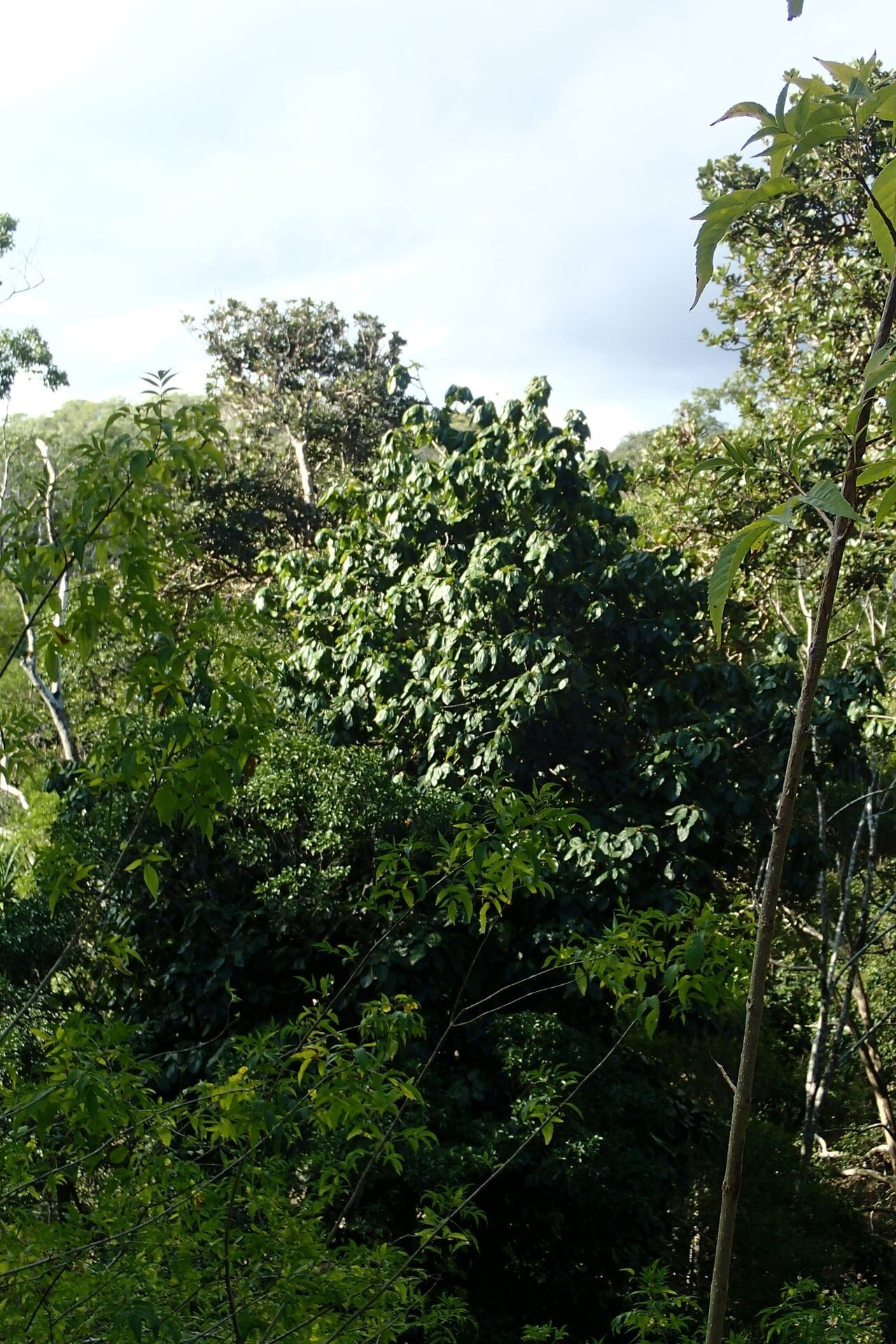 Acropogon mesophilus habit
