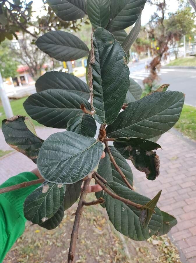 Ficus tequendamae — houseplant care guide