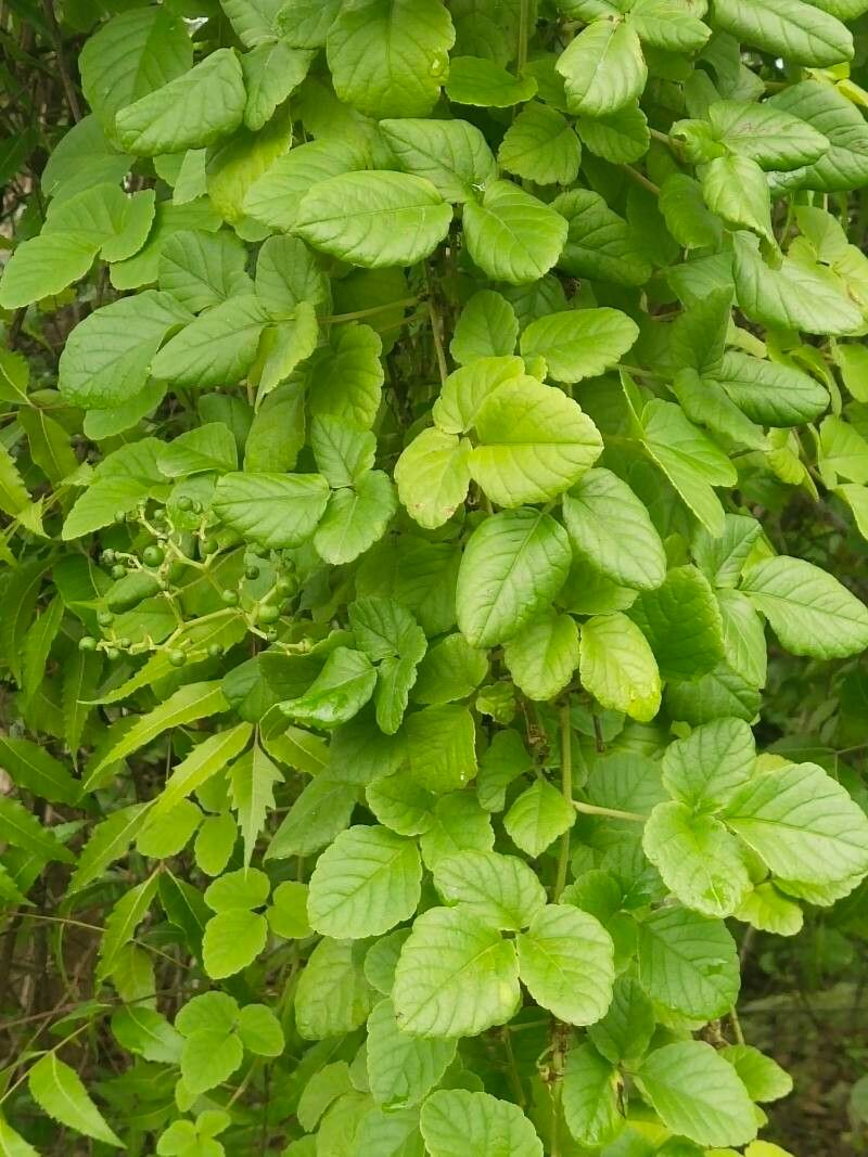 Cayratia trifolia fruit