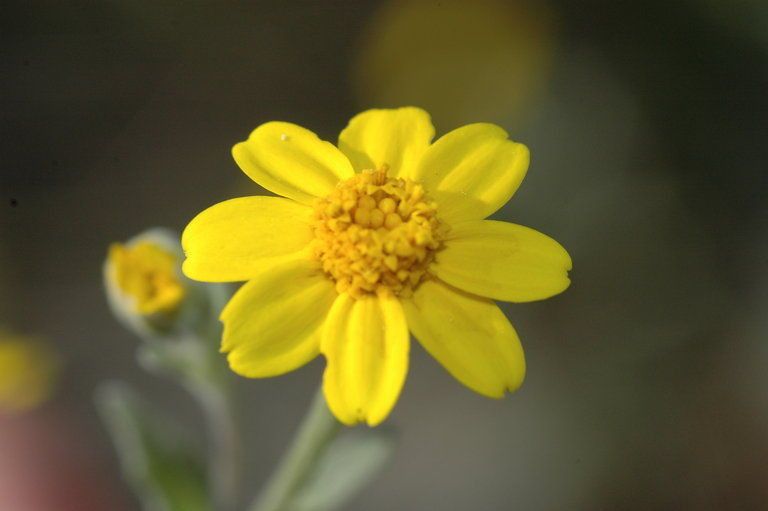 Eriophyllum congdonii — related species from the same genus