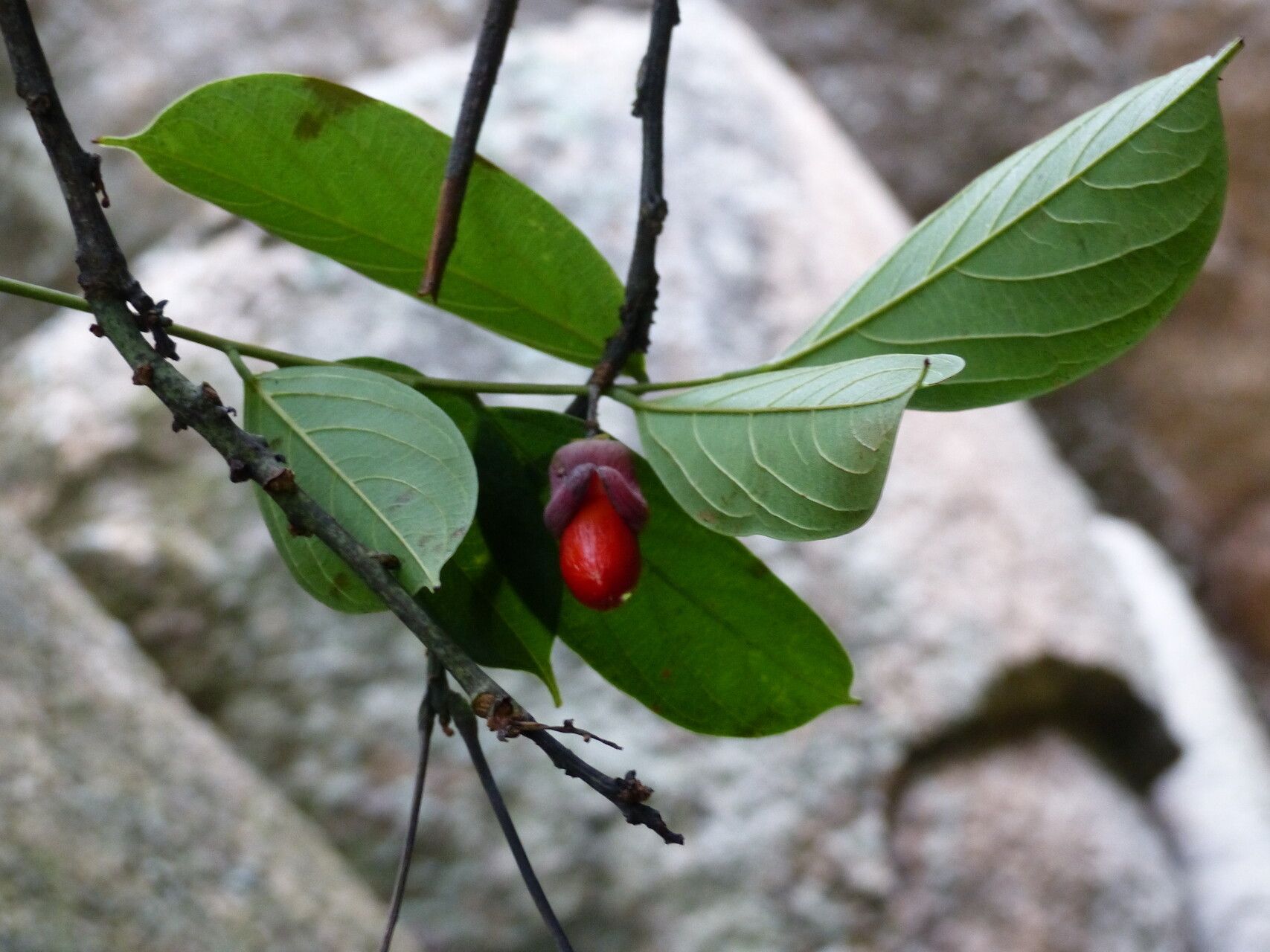 Rourea thomsonii — houseplant care guide