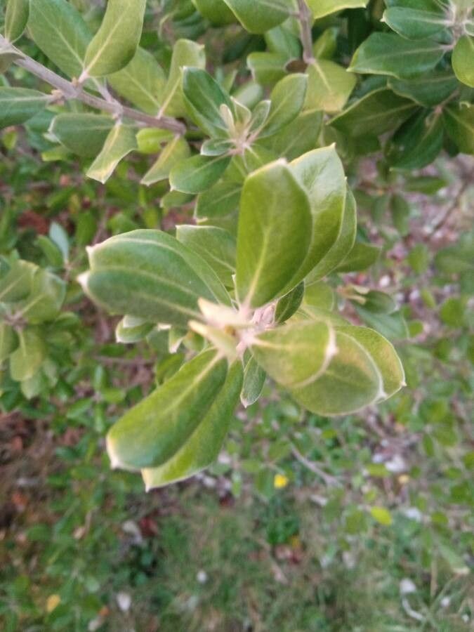 Olearia traversii leaf