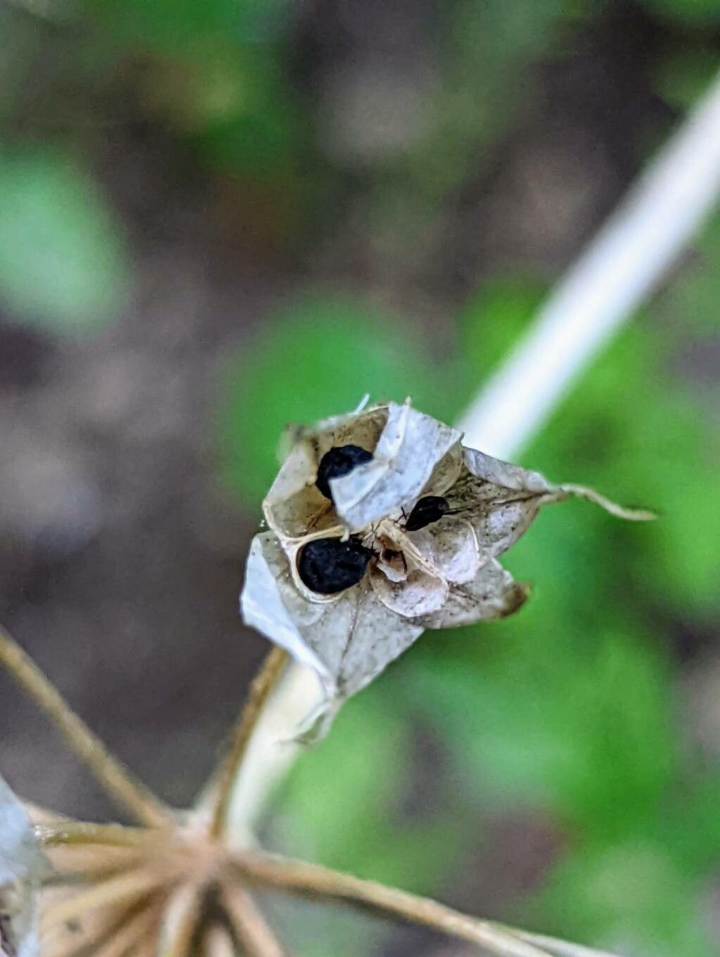 Allium unifolium fruit