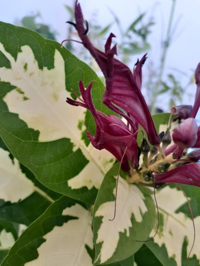 Graptophyllum pictum flower