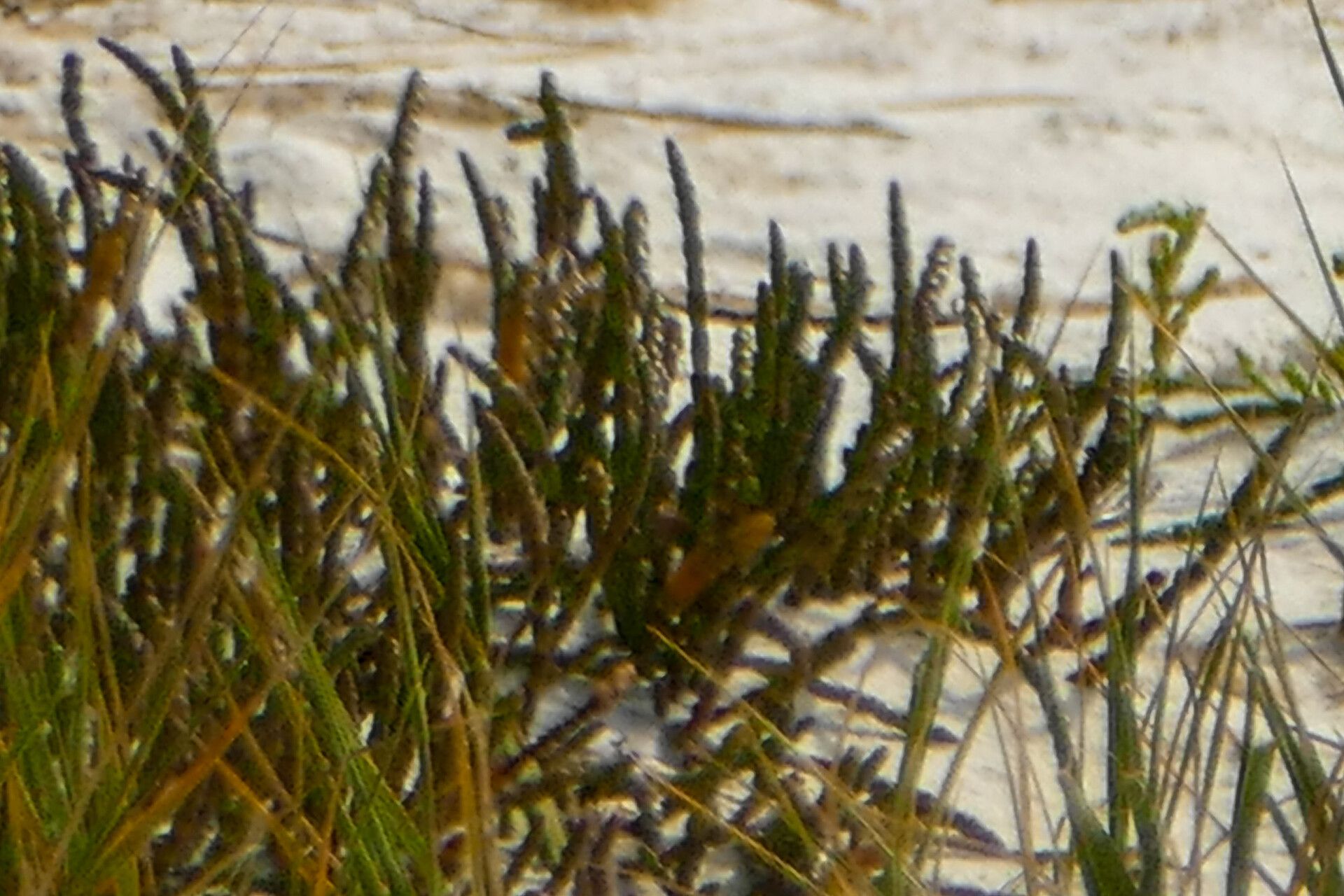 Salicornia tegetaria — houseplant care guide