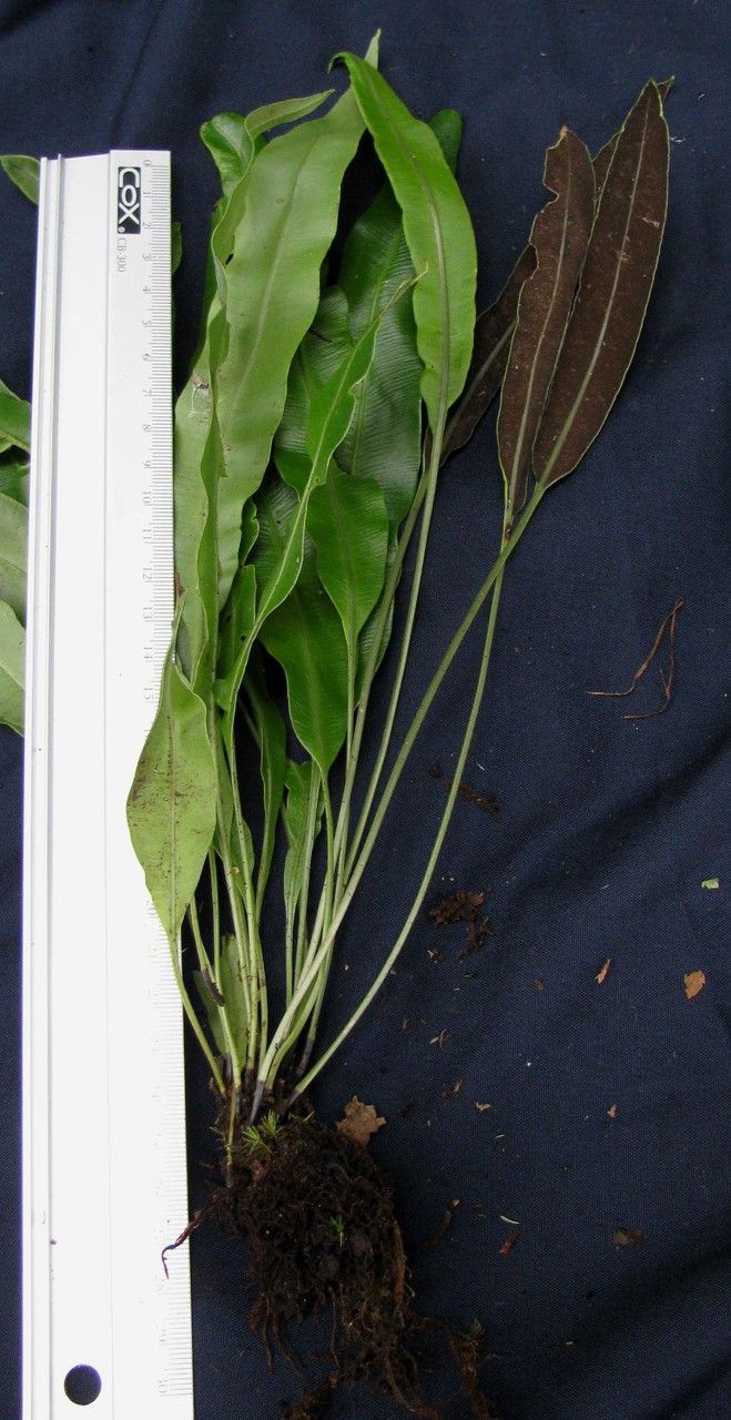 Elaphoglossum coto-brusense other