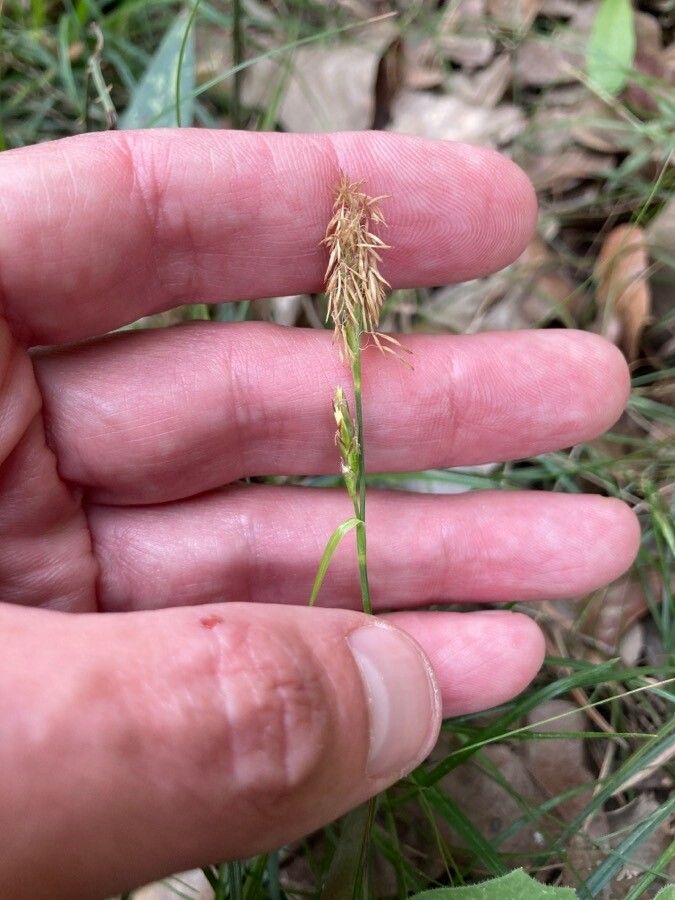 Carex vaginata flower