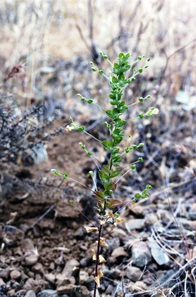 Sairocarpus subcordatus — houseplant care guide