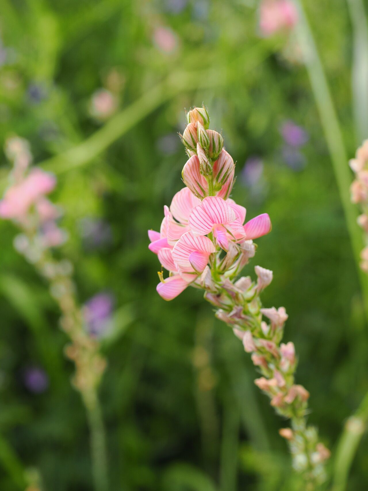 Onobrychis transcaucasica — search result for 'Onobrychis'