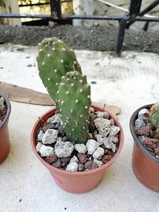 Opuntia × cochinera leaf