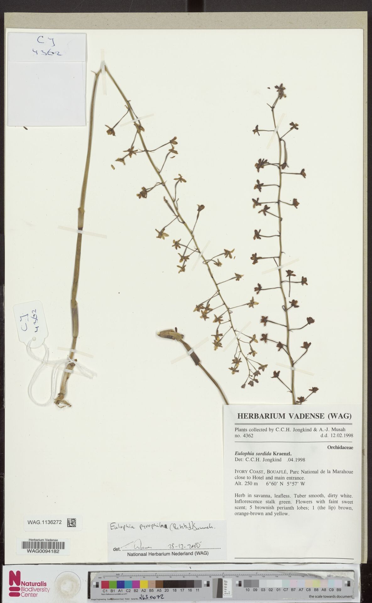 Eulophia pyrophila — houseplant care guide