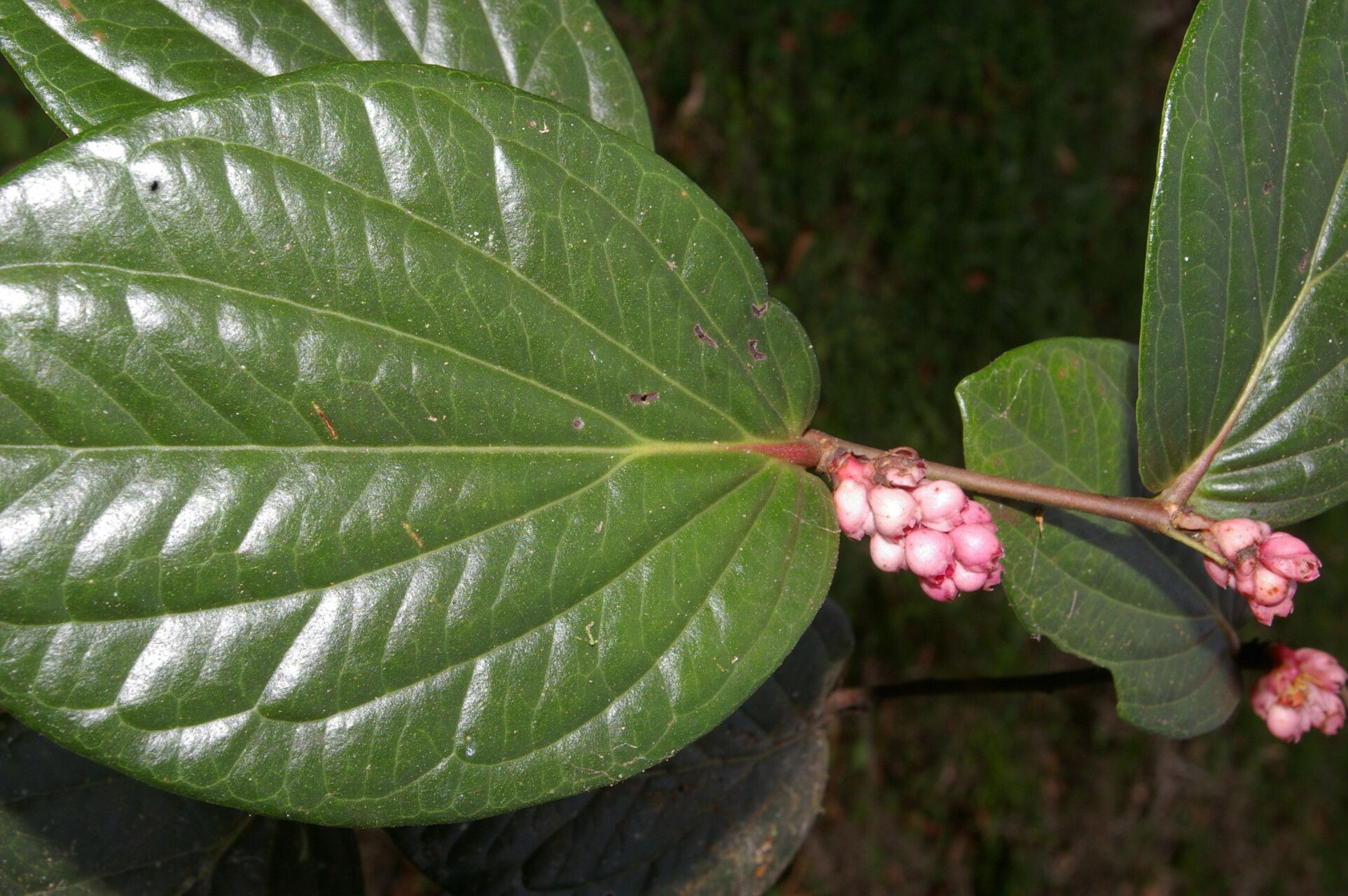 Cavendishia axillaris flower