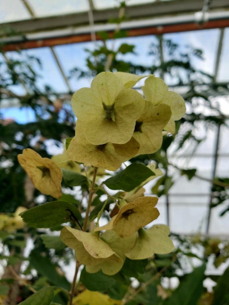 Karomia tettensis flower