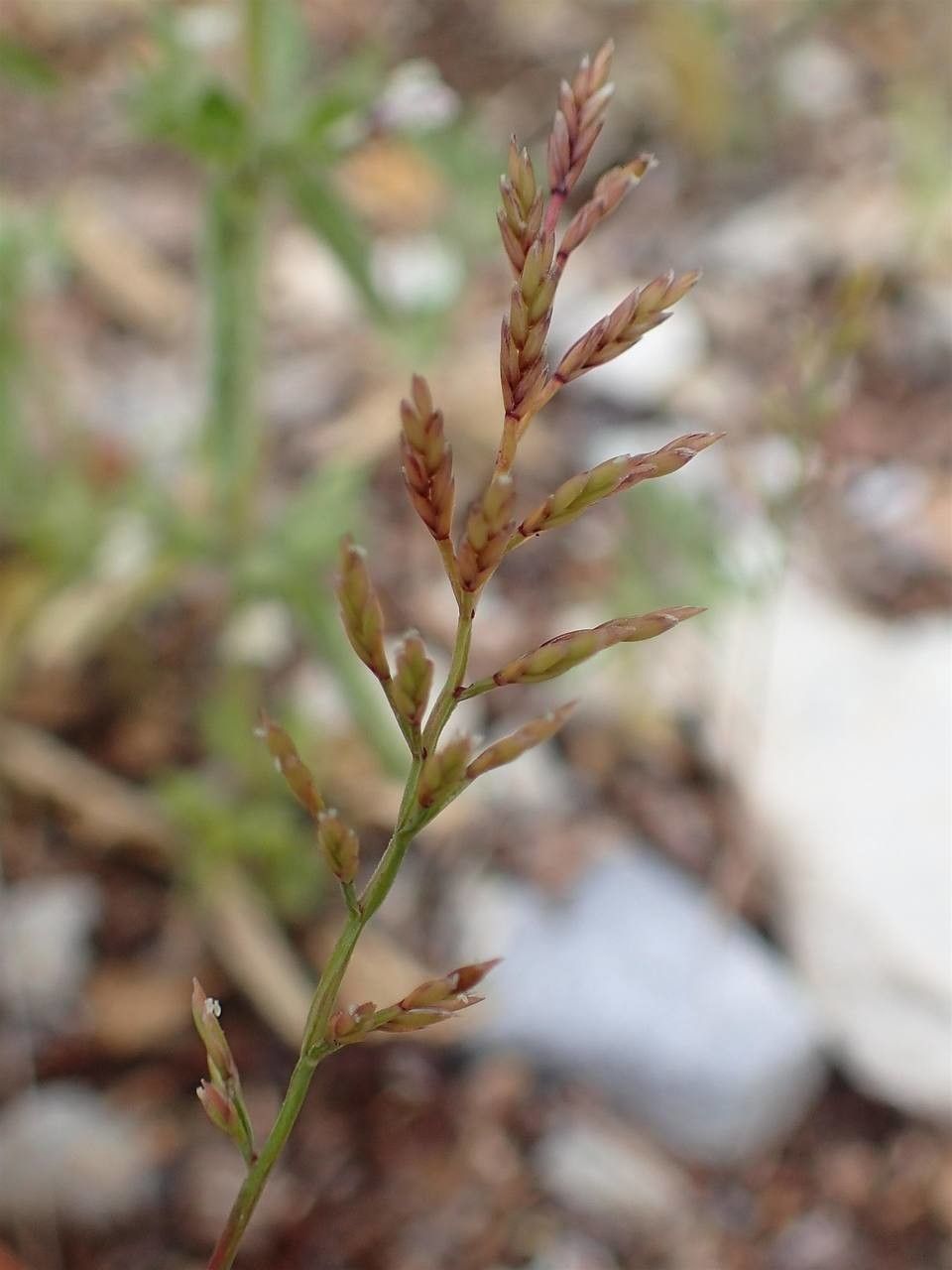 Catapodium rigidum fruit