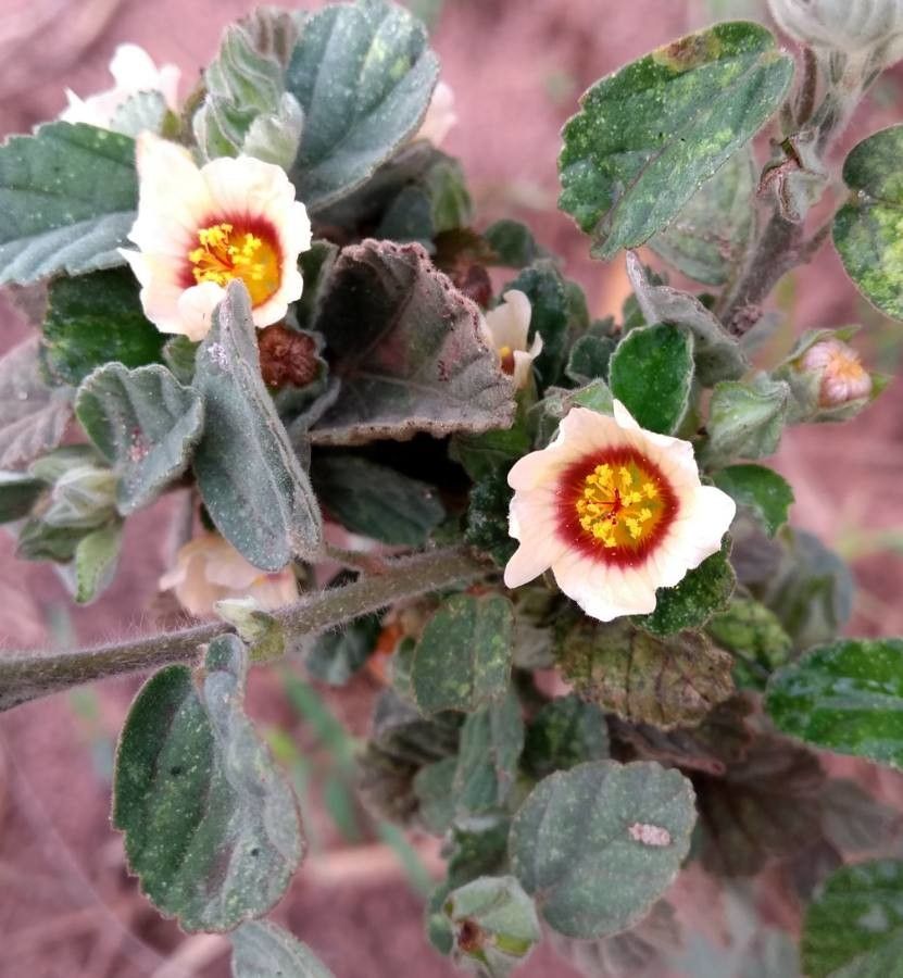 Sida glaziovii — search result for 'Sida'