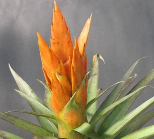 Tillandsia ponderosa — houseplant care guide