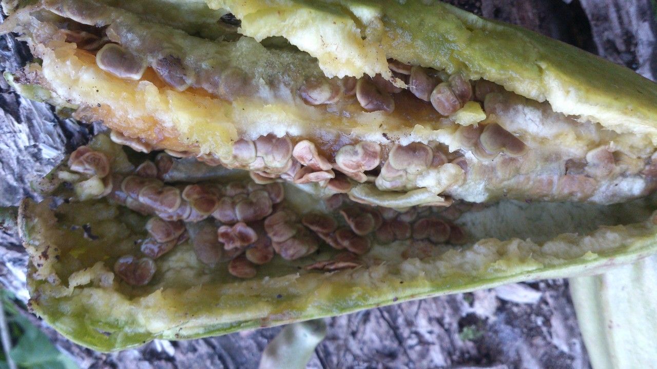 Parmentiera macrophylla fruit