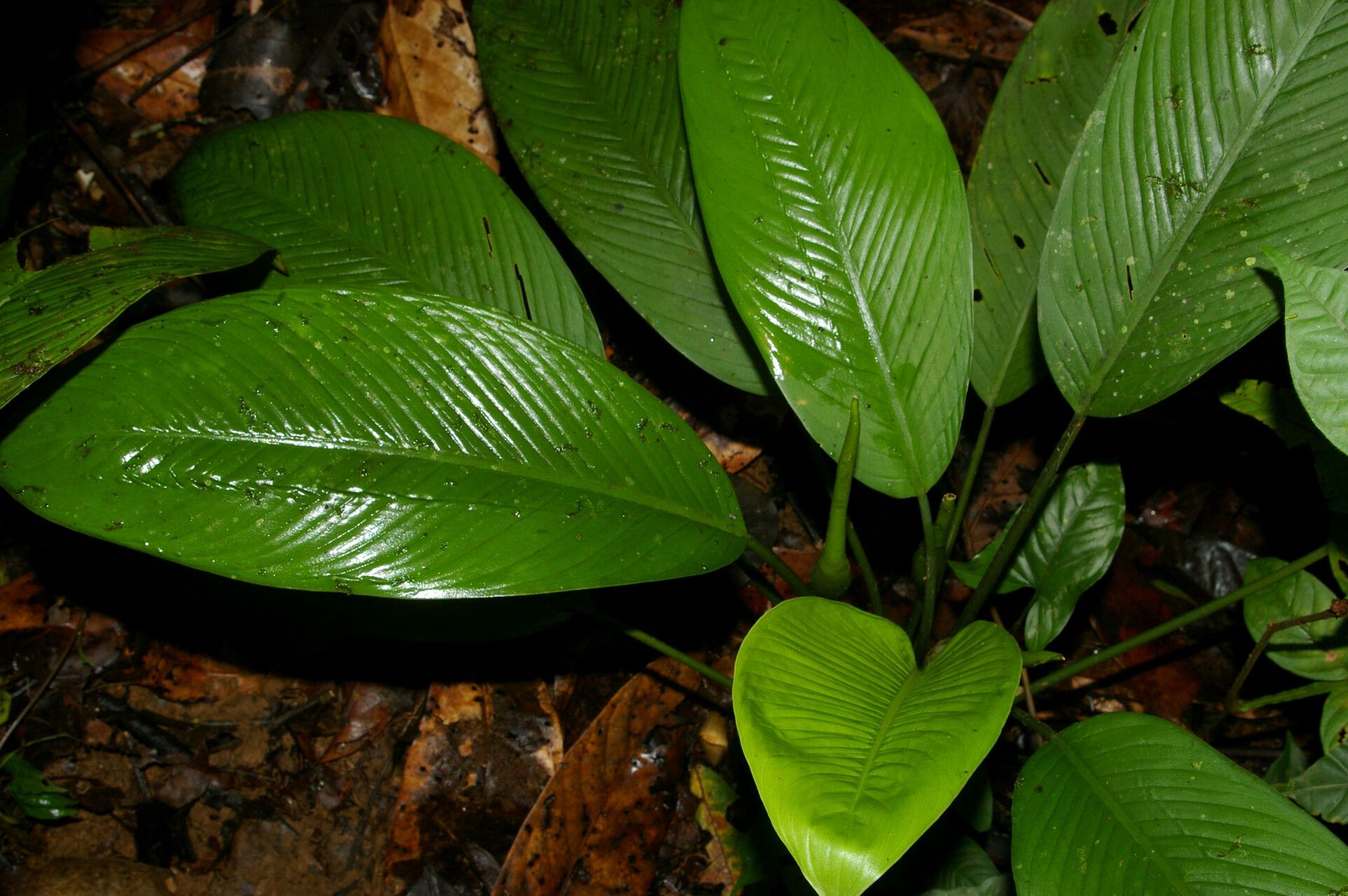 Dieffenbachia burgeri