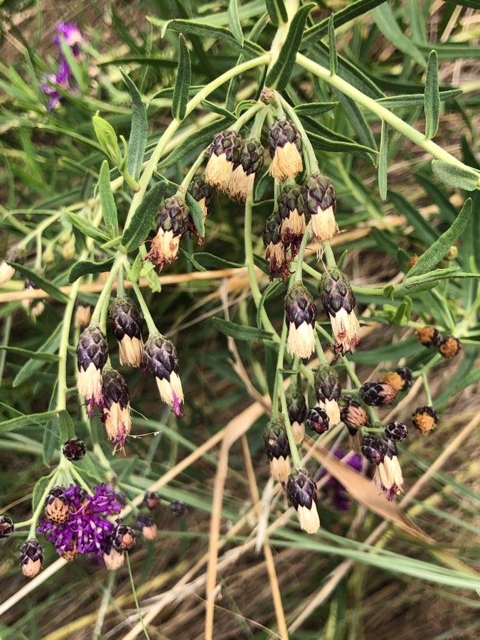 Vernonia marginata fruit