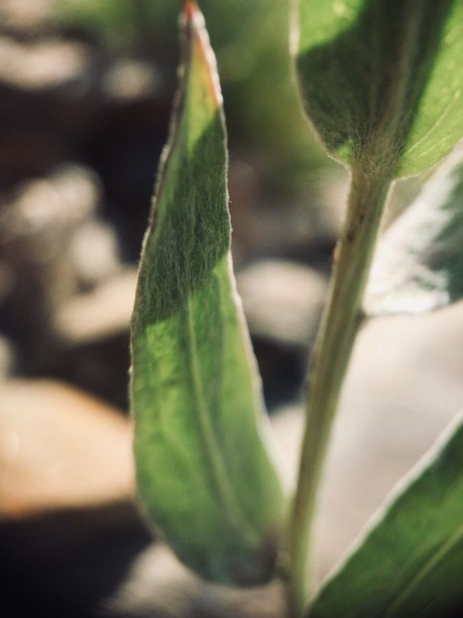 Cirsium douglasii — search result for 'Cirsium'