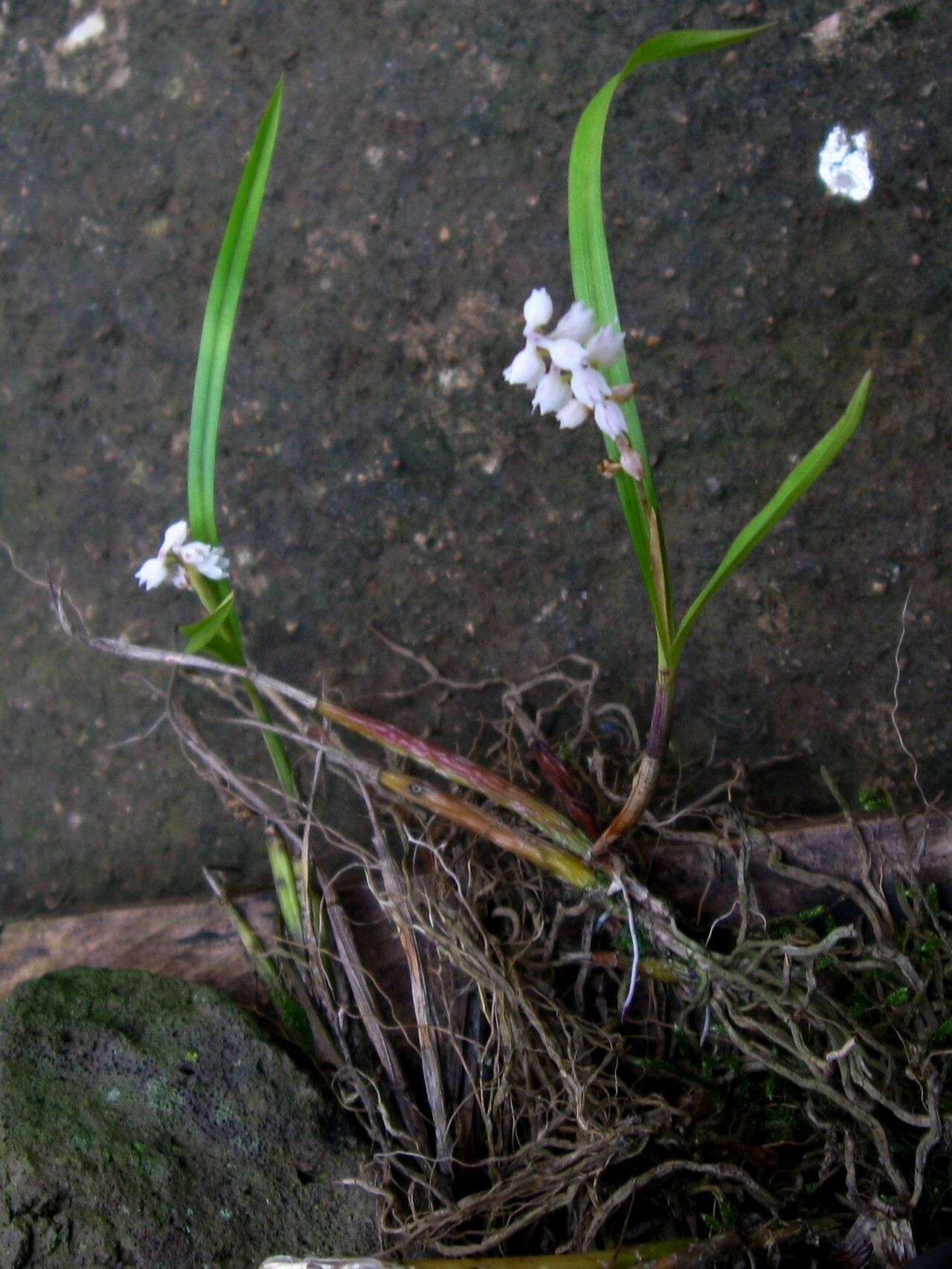 Polystachya hastata habit