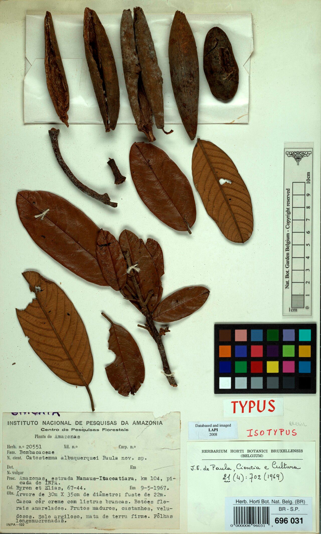 Catostemma albuquerquei — related species from the same genus