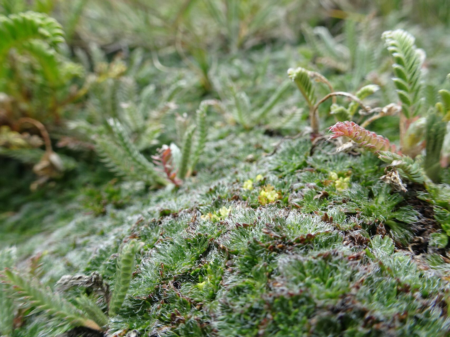 Azorella pulvinata habit