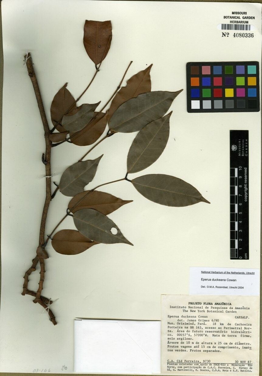 Eperua duckeana other