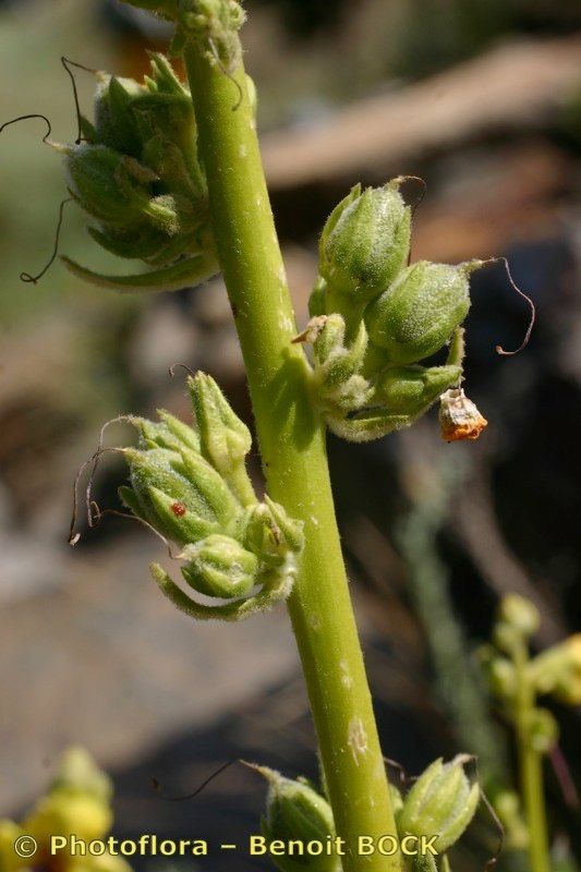 Verbascum nevadense fruit