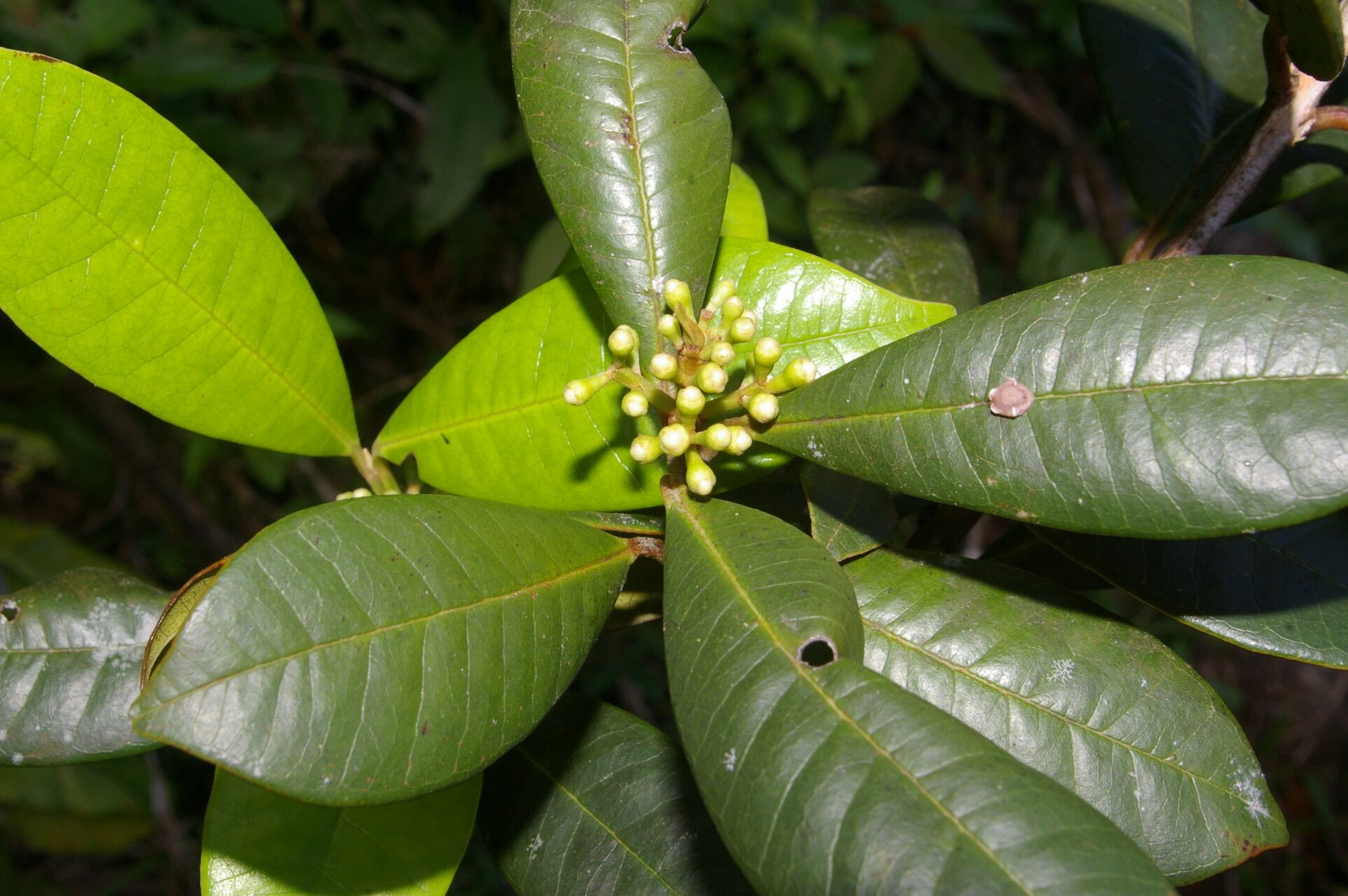 Pimenta guatemalensis — related species from the same genus