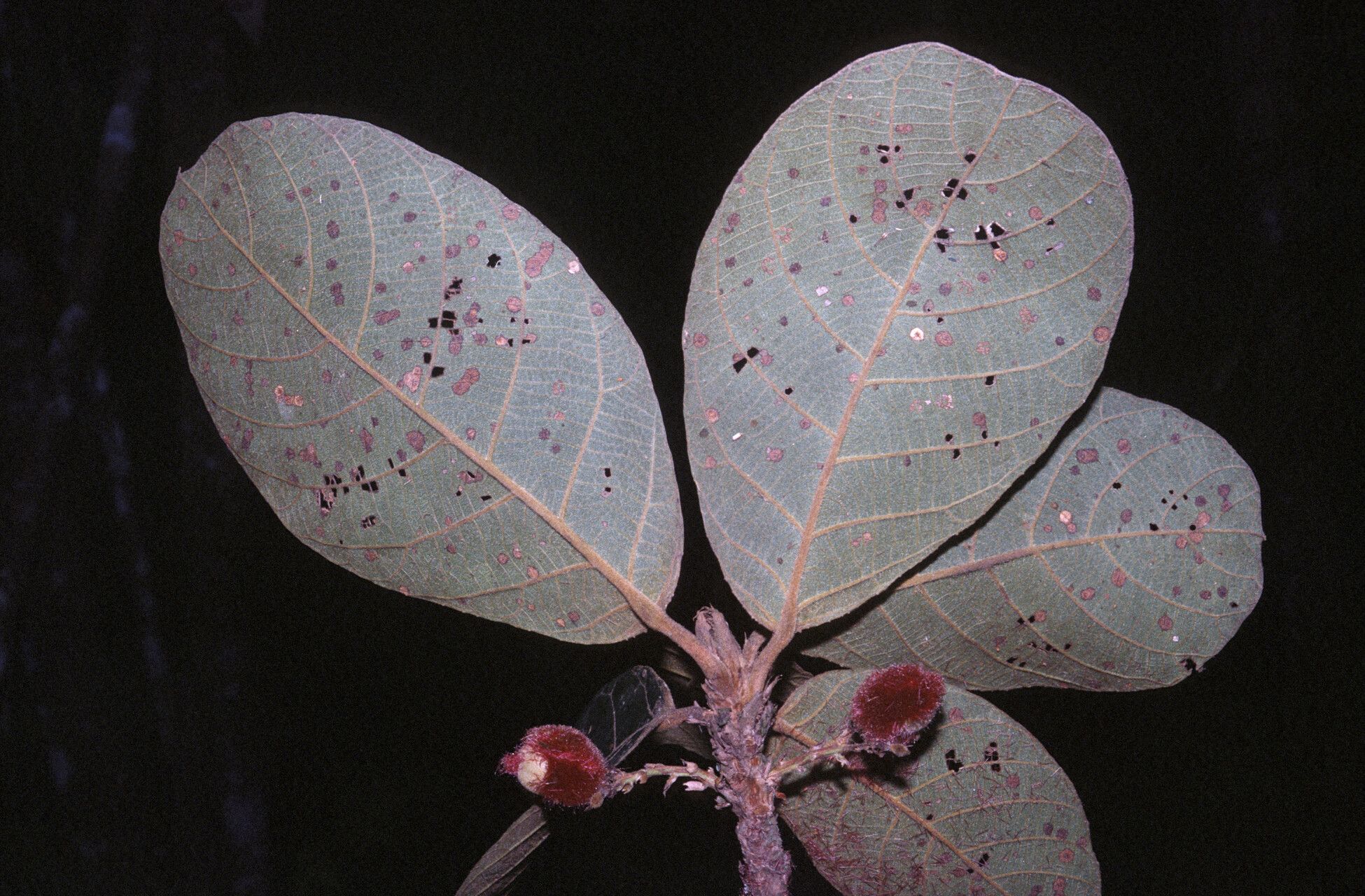 Sloanea rufa — houseplant care guide