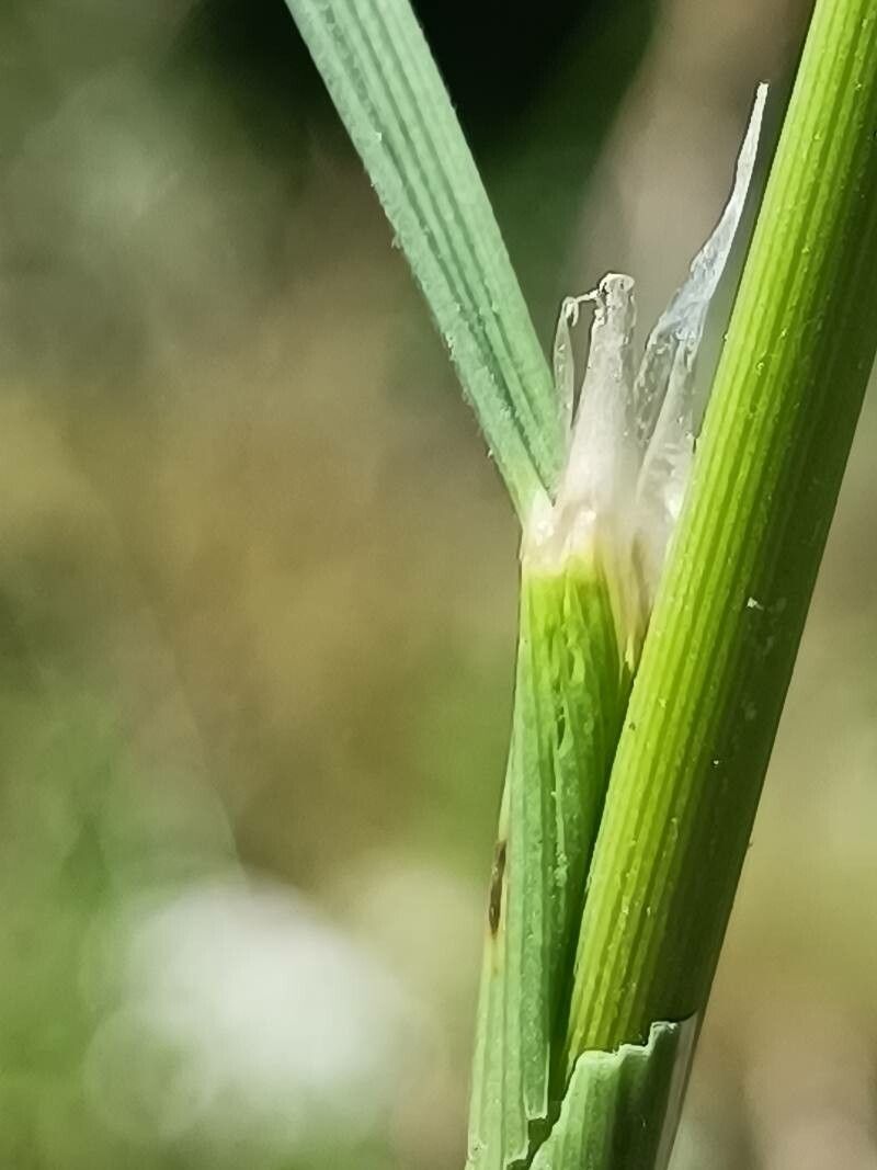 Agrostis gigantea leaf