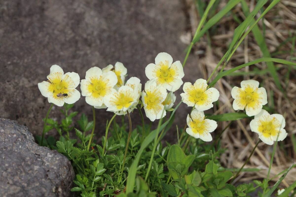 Sieversia pentapetala flower