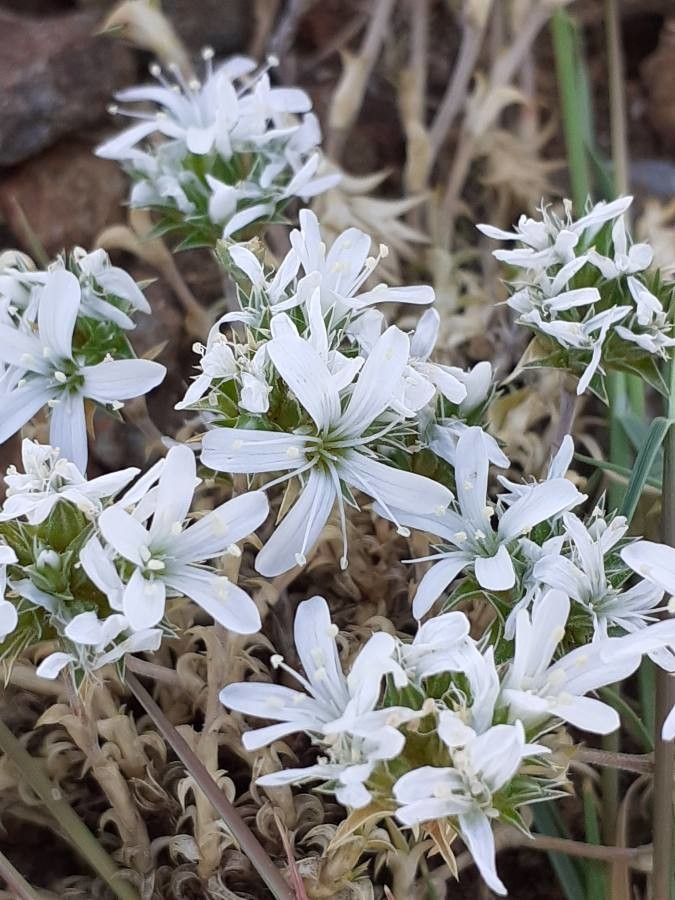Arenaria querioides flower