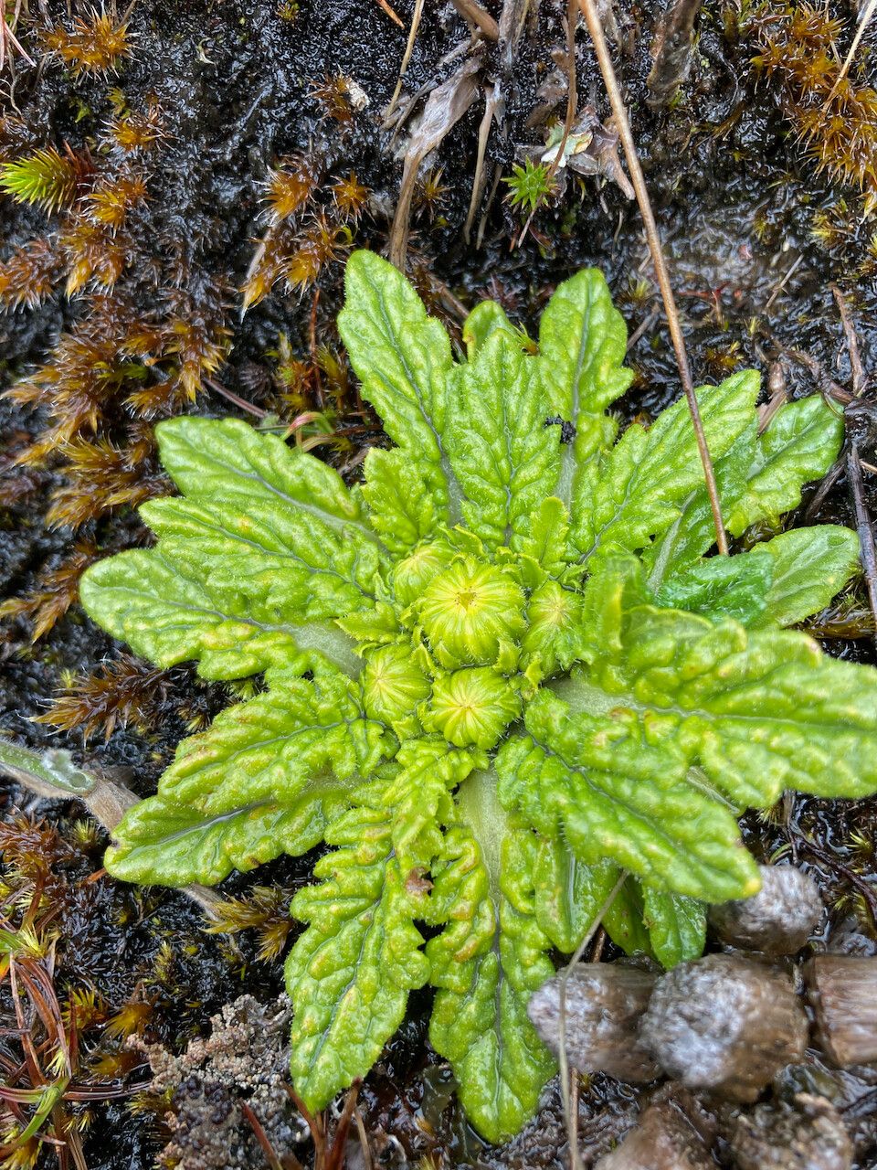 Senecio rhizocephalus — search result for 'Senecio'