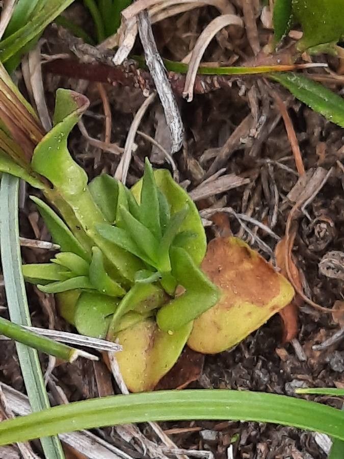 Gentiana nivalis — search result for 'Gentianaceae'