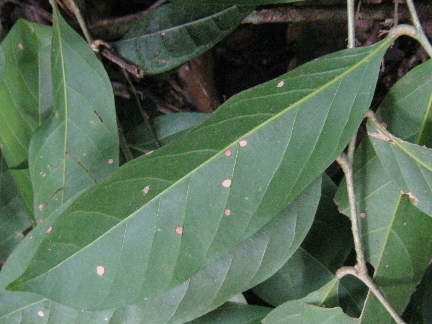 Couepia joaquinae leaf