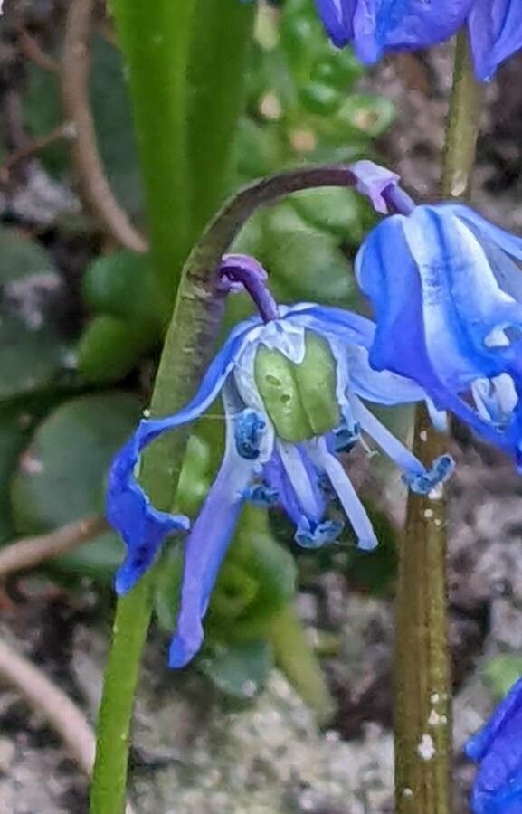 Othocallis siberica fruit