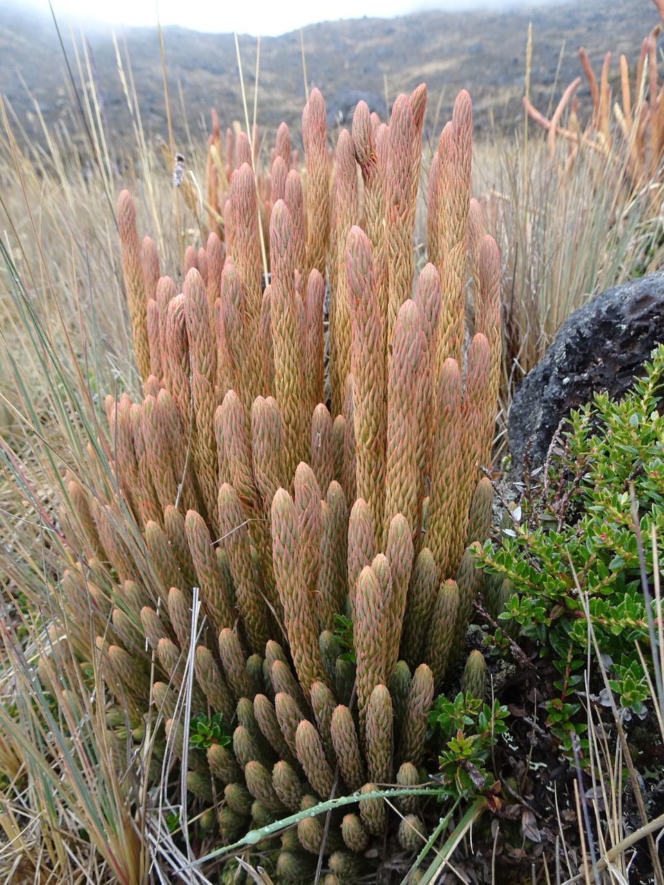 Phlegmariurus crassus habit