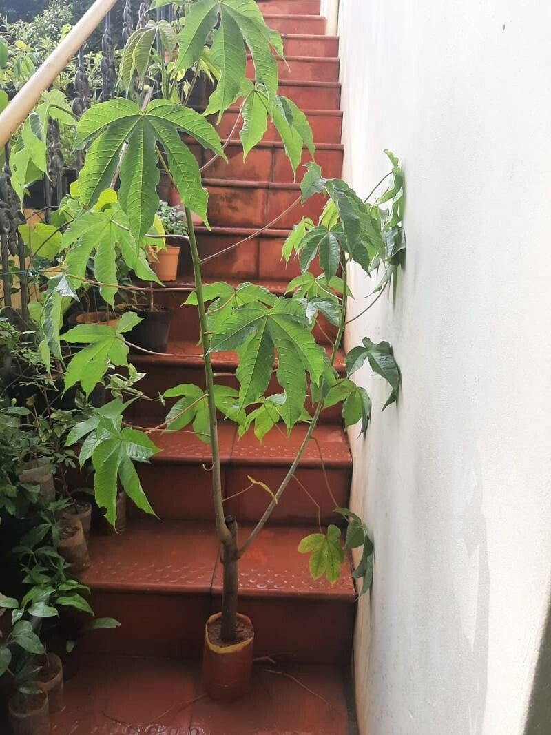 Cochlospermum religiosum — houseplant care guide