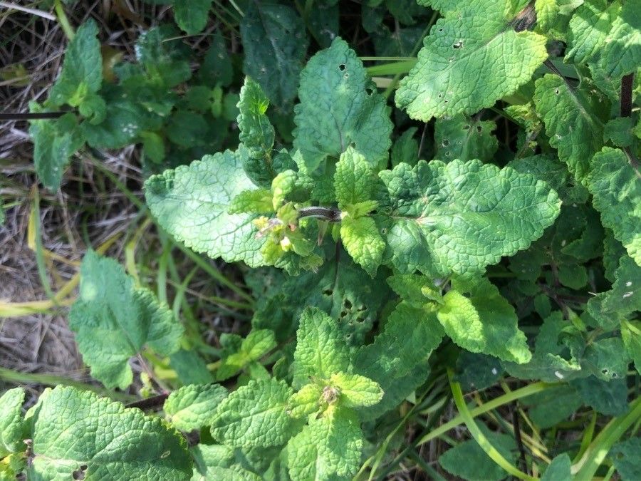 Scrophularia scorodonia — search result for 'Scrophularia'