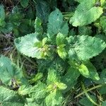 Scrophularia scorodonia