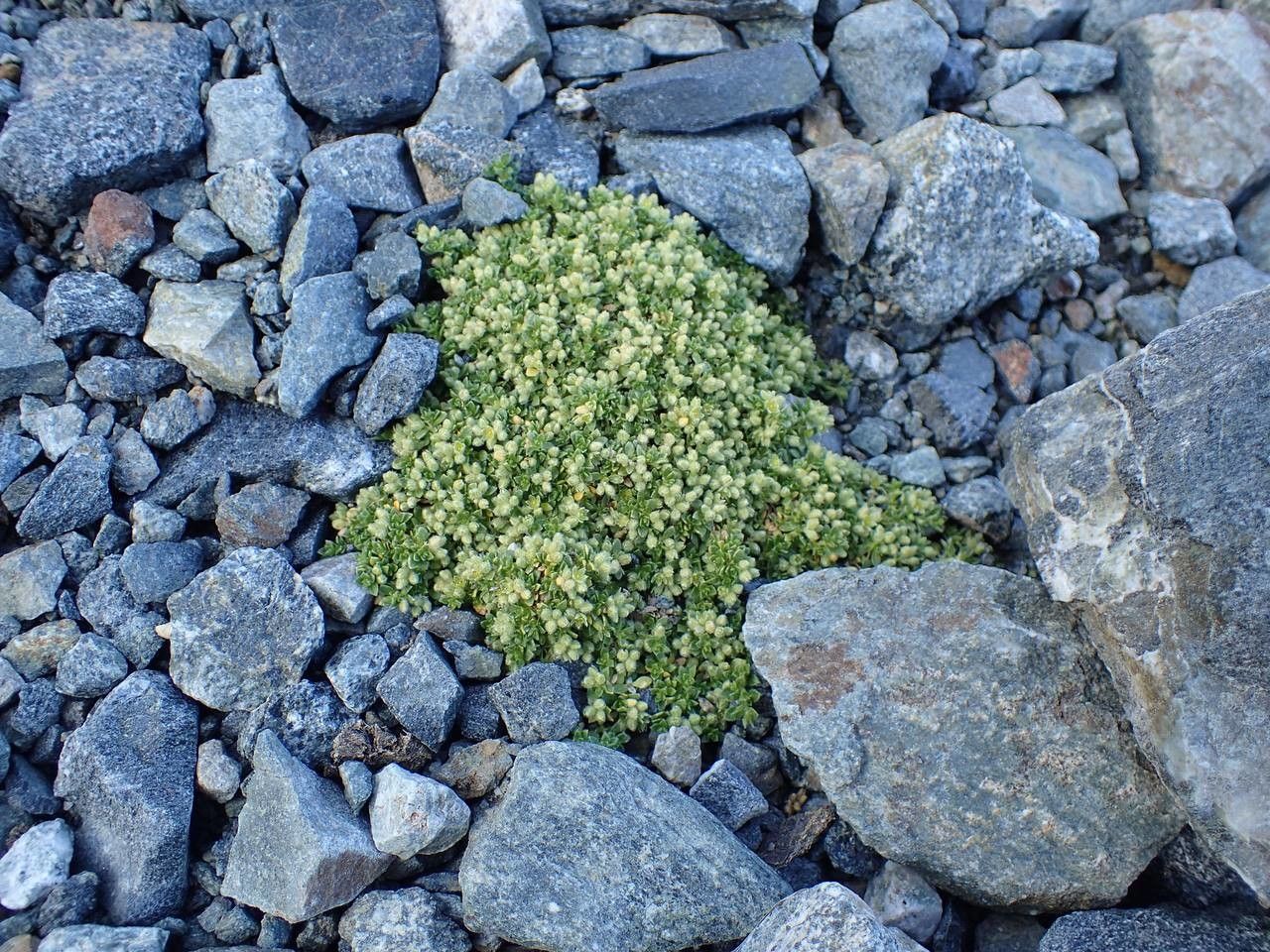 Herniaria alpina habit