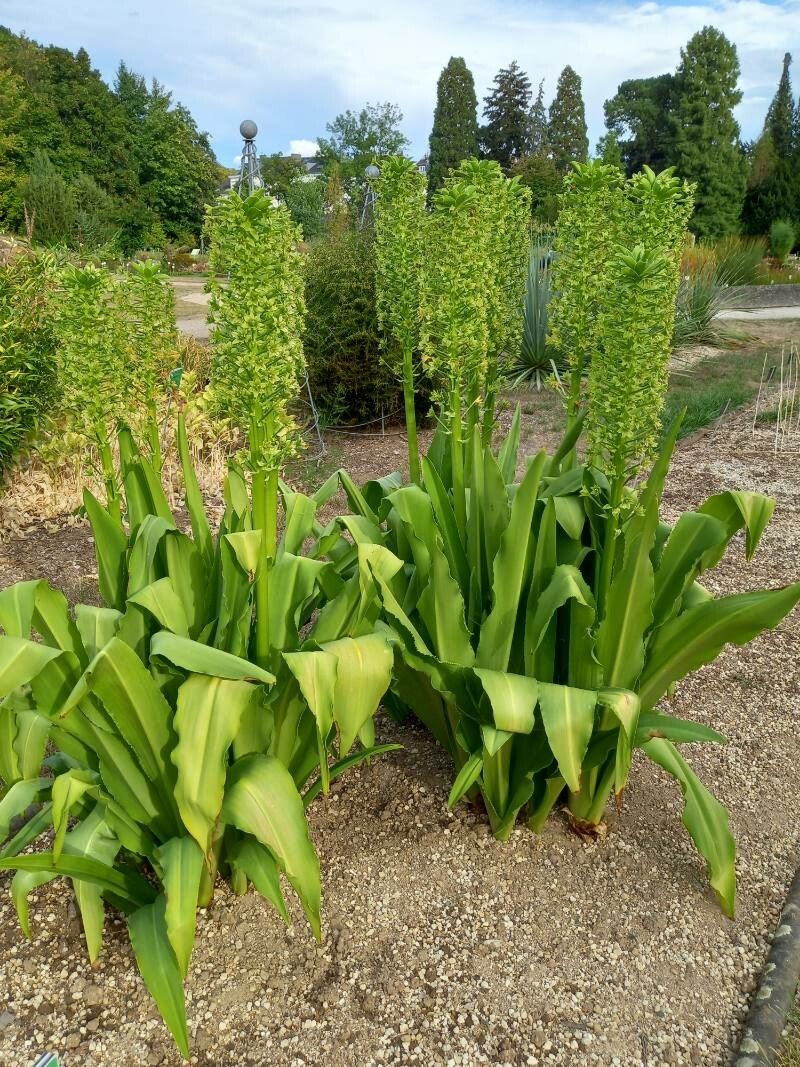 Eucomis pallidiflora habit