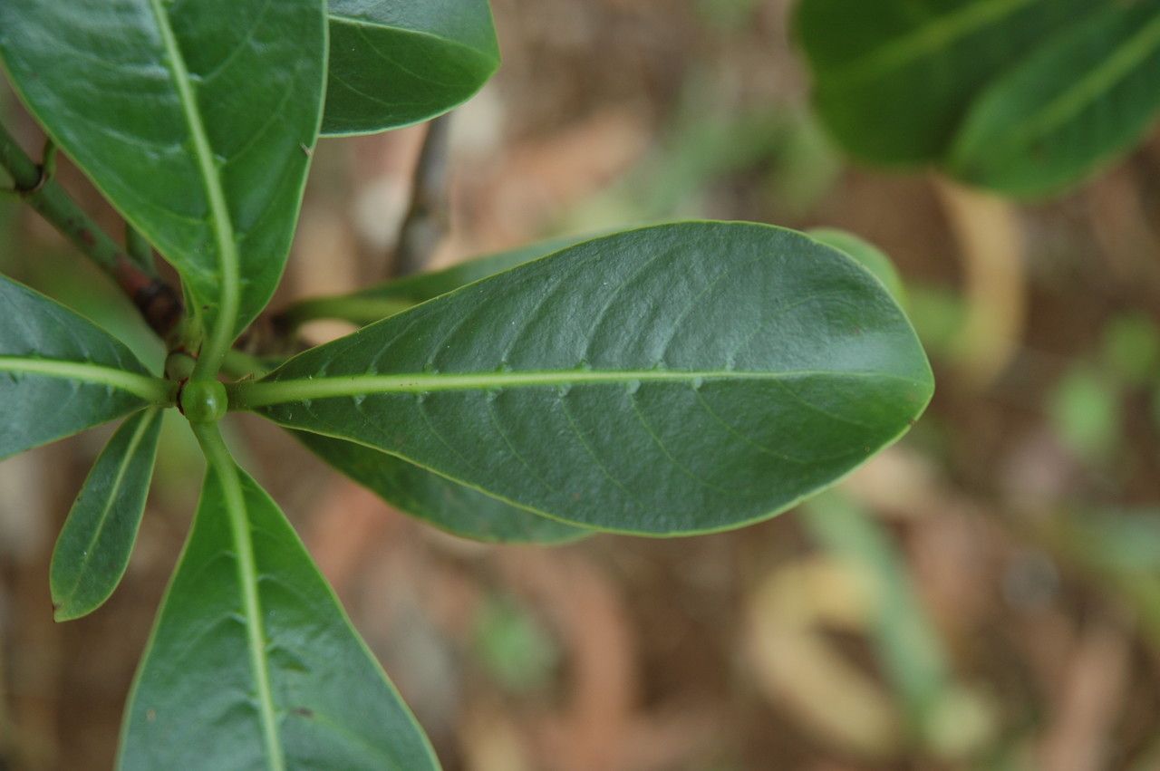 Psychotria kaduana leaf