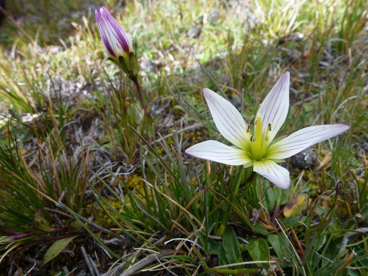 Gentianella bockii — search result for 'Gentianella'