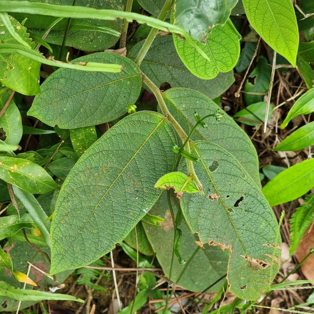 Glochidion superbum — houseplant care guide