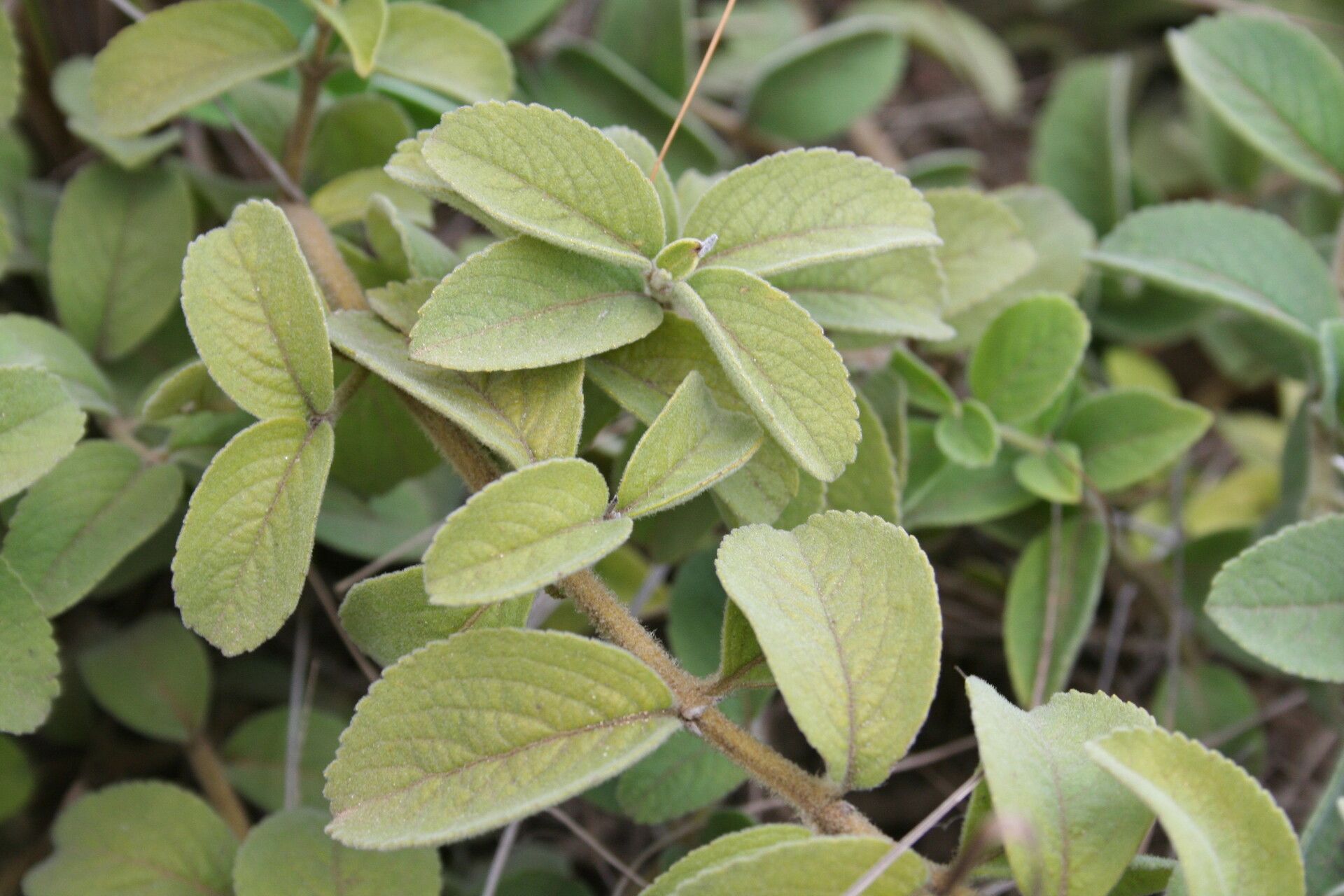 Ocimum vanderystii — search result for 'Ocimum'