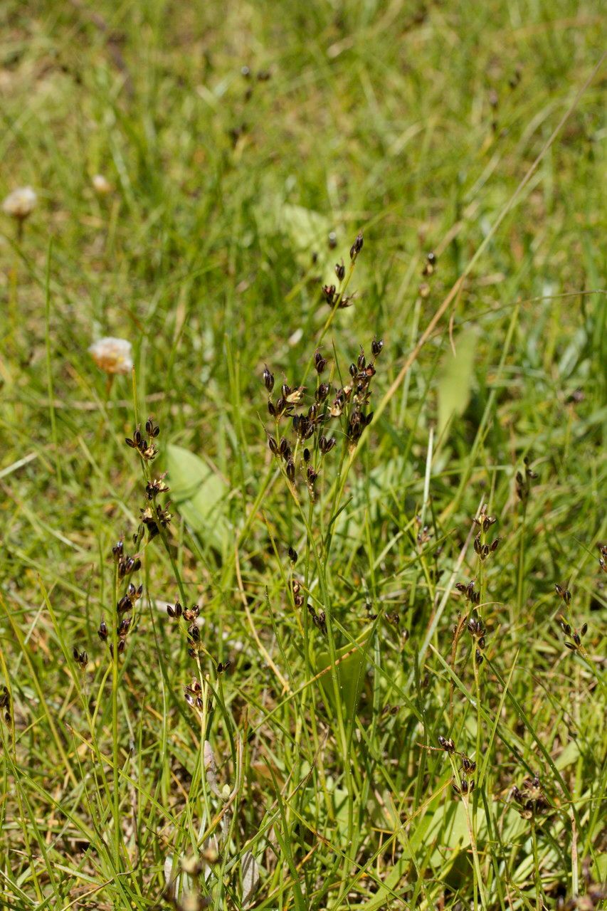 Juncus gerardii habit