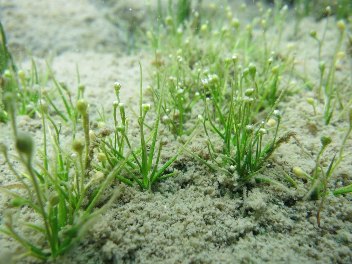 Subularia aquatica habit